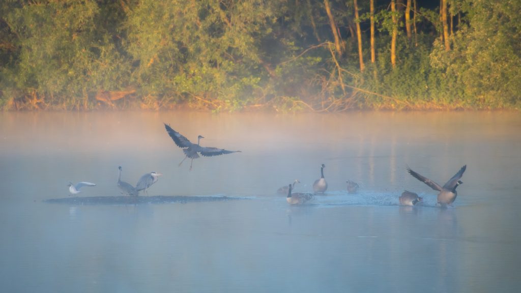 Photo of birds in water by Robert Bishop